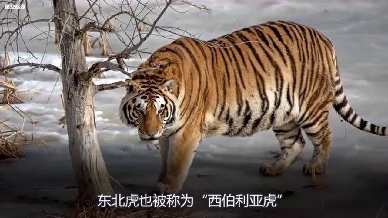 东北虎与棕熊对决究竟谁更厉害第一大虎可不是开玩笑的