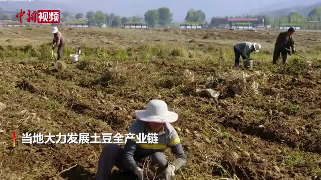 【网络媒体革命老区行】舌尖上的老区:吕梁山沟里的土豆宴