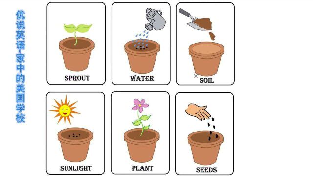 做美国小学生作业学英语,植物的生命周期