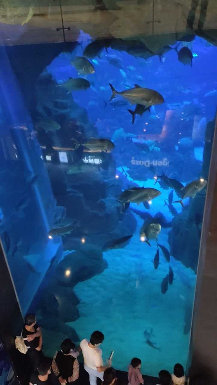 双流海滨城——海洋生物馆里,那些欢快的鱼儿._腾讯视频