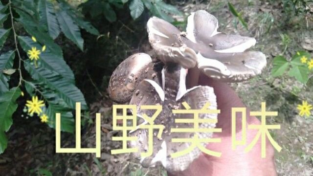 六月的缙云山已经开始闹腾,李子黄了、灵芝熟了、蘑菇可以采了~