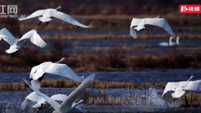 视频 | 益阳大通湖:从劣ⅴ类到“全省美丽河湖”