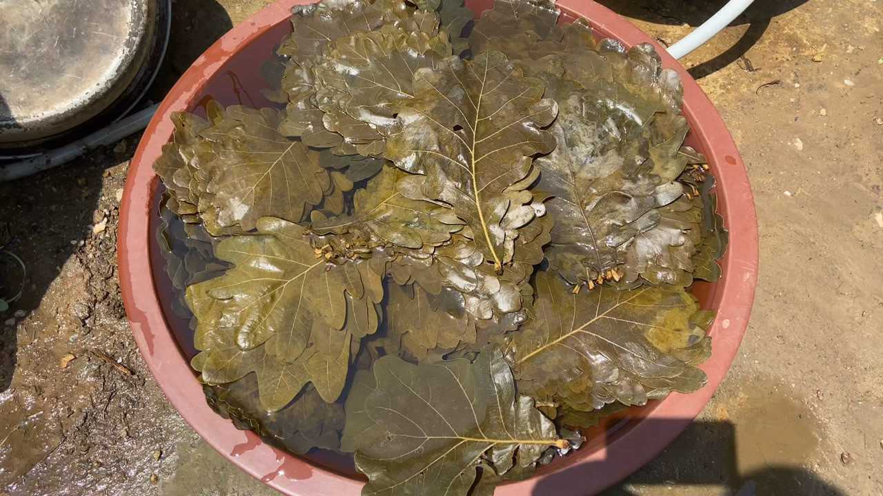 端午节包粽子胡叶,山区农家还是过着传统生活,是城市人羡慕的生活