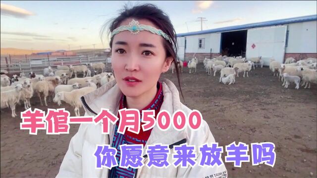 牧区羊倌生活咋样?2万亩草场啥活都干,5000一月你还愿意来吗?