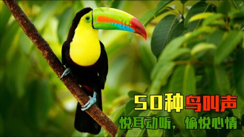最好听的鸟叫声大全:50种鸟叫声,天籁之音,仿佛身临其境_腾讯视频