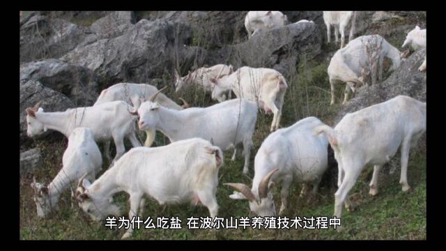 给羊喂盐“必不可少”,你知道给羊喂食盐的量和方法吗?