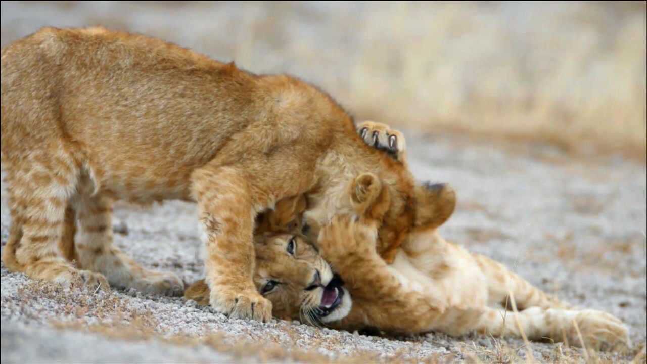 享受童年的快乐时光,两只小狮子嬉戏玩耍