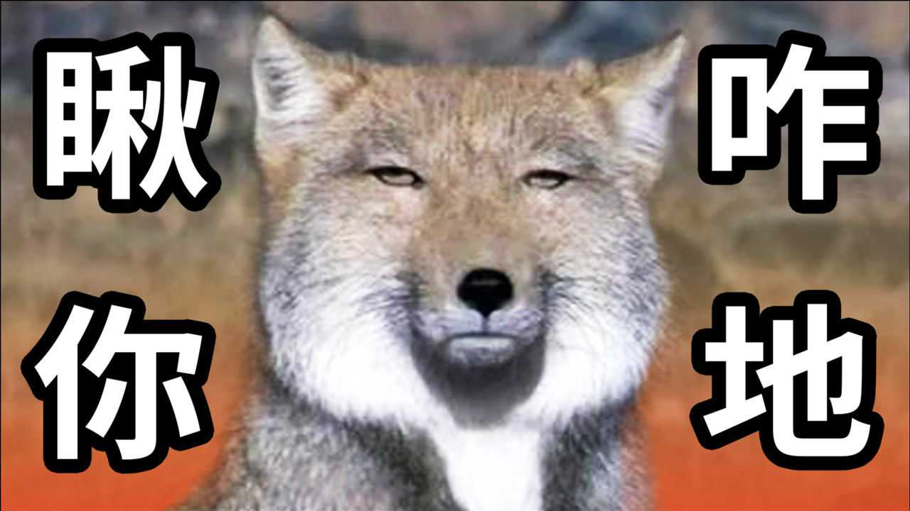 藏狐简直就是行走的表情包,超萌小动物合集第十弹《未至之境》