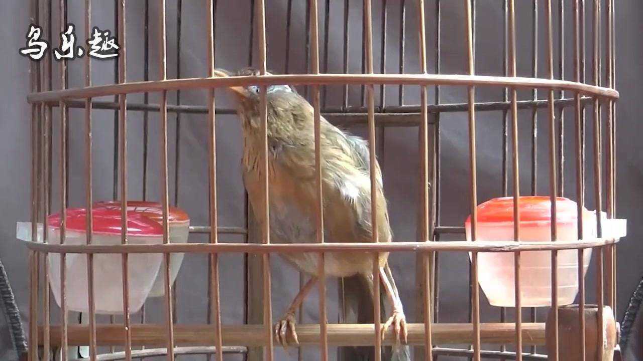 大青眼画眉鸟昂头大叫29分钟叫声响彻四周让人拍手称赞