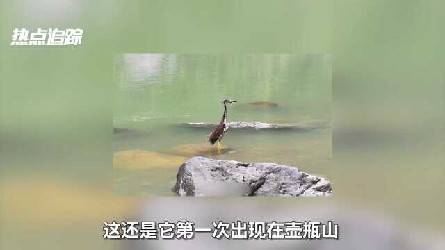 “万万没想到”湖南一大爷伸手帮忙,无意中救下“世界上最神秘的鸟”