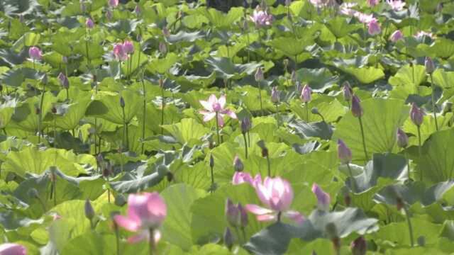 航拍江苏洪泽湖6000亩荷花盛放,千余种荷莲竞相斗艳邀宠