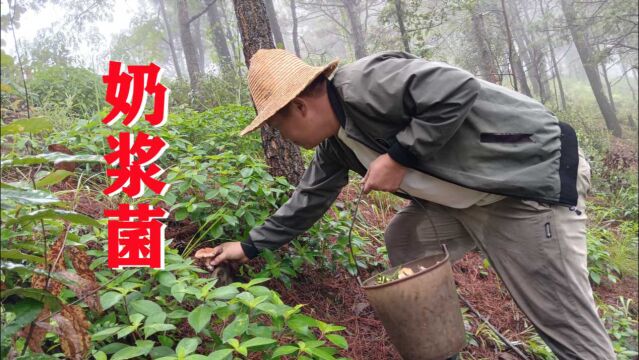 林哥淋雨捡蘑菇,树林偶遇爽脆奶浆菌,街上卖100块钱一斤哦