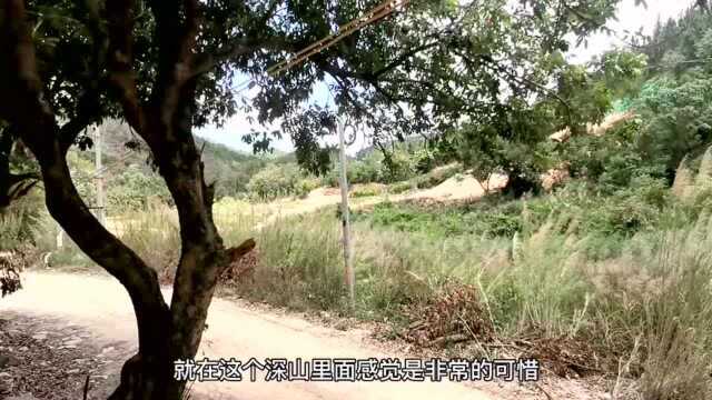 广东揭阳深山无人村,古董家具遗弃屋内,你愿意来当“村长”吗