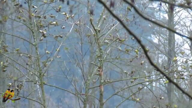 野外偶遇迁徙路上一大群黄雀,集体觅食