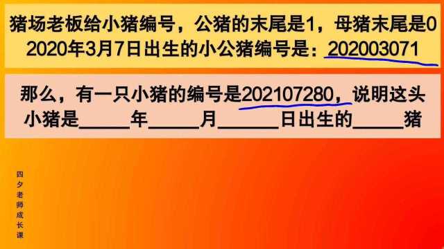 四年级数学:编号说明小猪是几年几月几日出生的什么性别的猪?