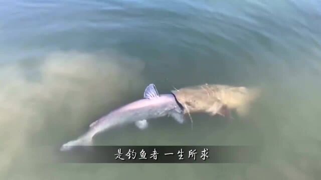 深海出现“怪鱼”,全身黑色,男子以为是雕塑,靠近一看连忙开溜