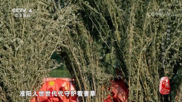 淮阳人为何要世世代代守护着蓍草?视频为您讲述,来看