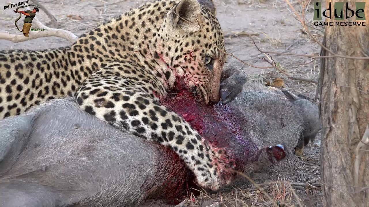 动物世界,豹子与非洲野猪大战,太残忍了!