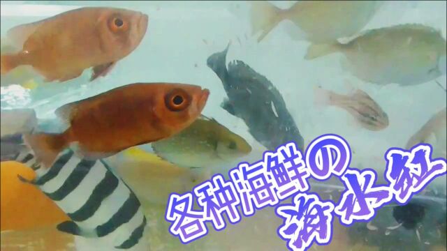 各种海鲜组成的海水缸,养眼!