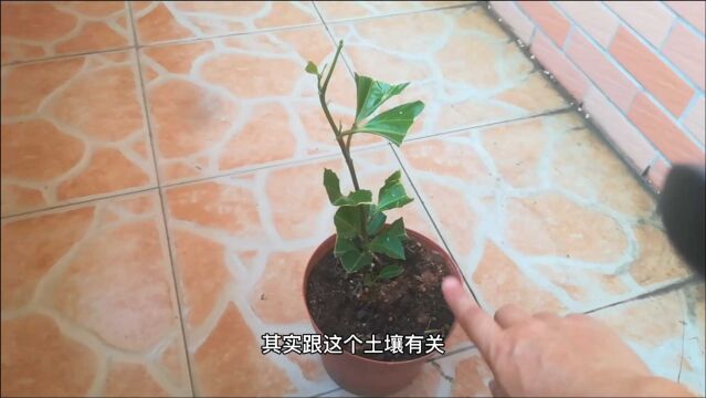 园艺圈的营养土价格差距有多大?自制低价“营养土”,告诉你答案