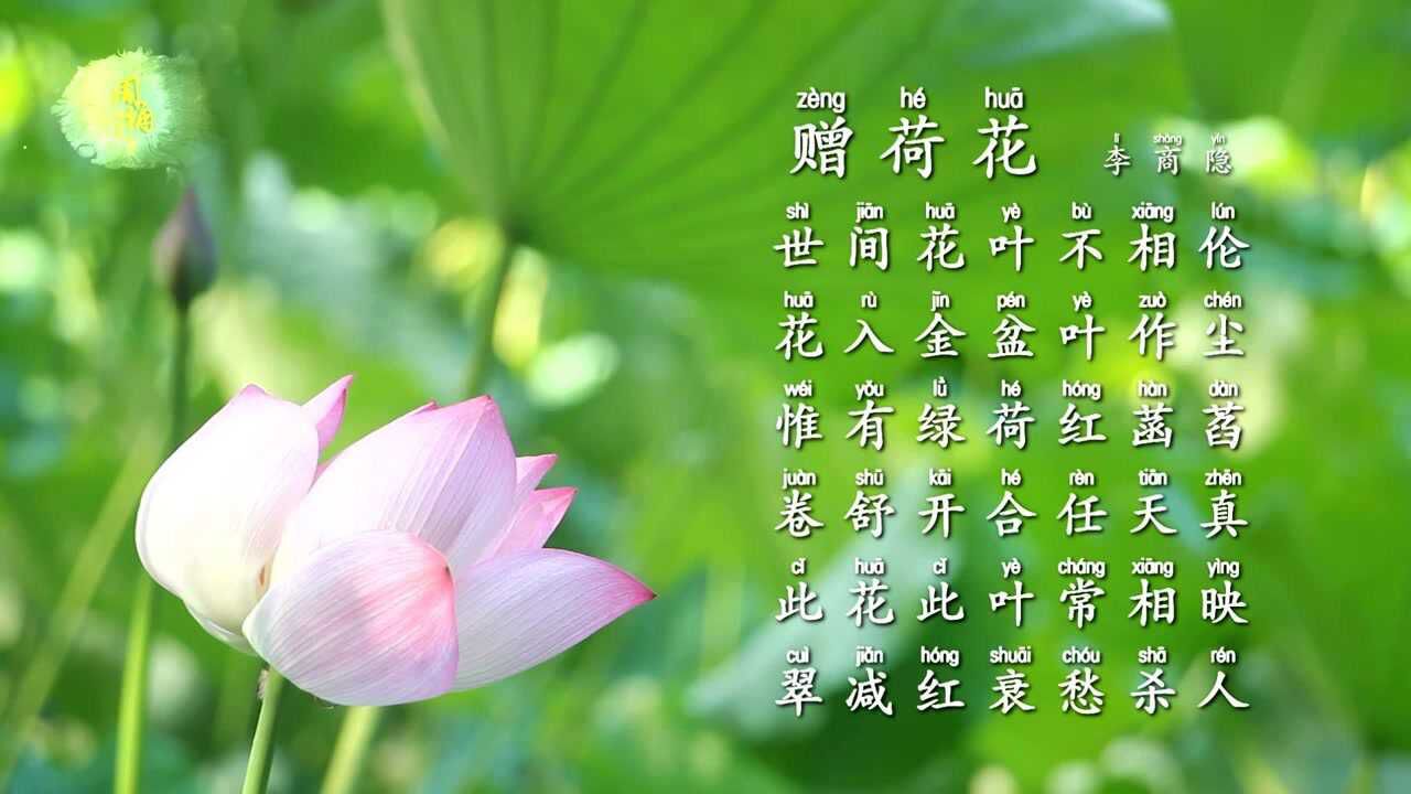 诗三百诵读版 李商隐 赠荷花 惟有绿荷红菡萏 卷舒开合任天真