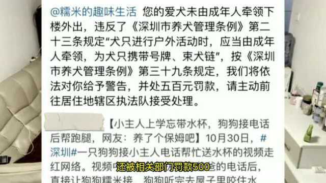 糯米:深圳网红狗狗成了全职保姆,监督萌娃做作业、叫起床