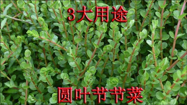 谁人不识“圆叶节节菜”!城里人想吃没有的野菜,三大用途了解下