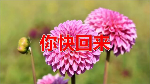 经典老歌:《你快回来》美妙伤感,曲风清新活泼