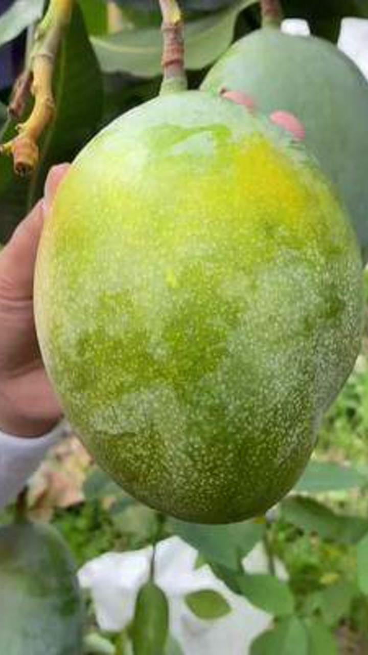 攀枝花高山种植凯特芒果_腾讯视频