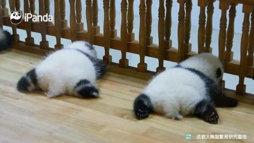 【早安团子】只有熊猫能睡觉睡出一百种姿势吧