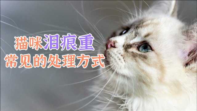 猫咪泪痕重常见的处理方式