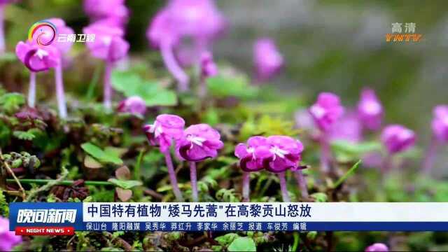 中国特有植物“矮马先蒿”在高黎贡山怒放