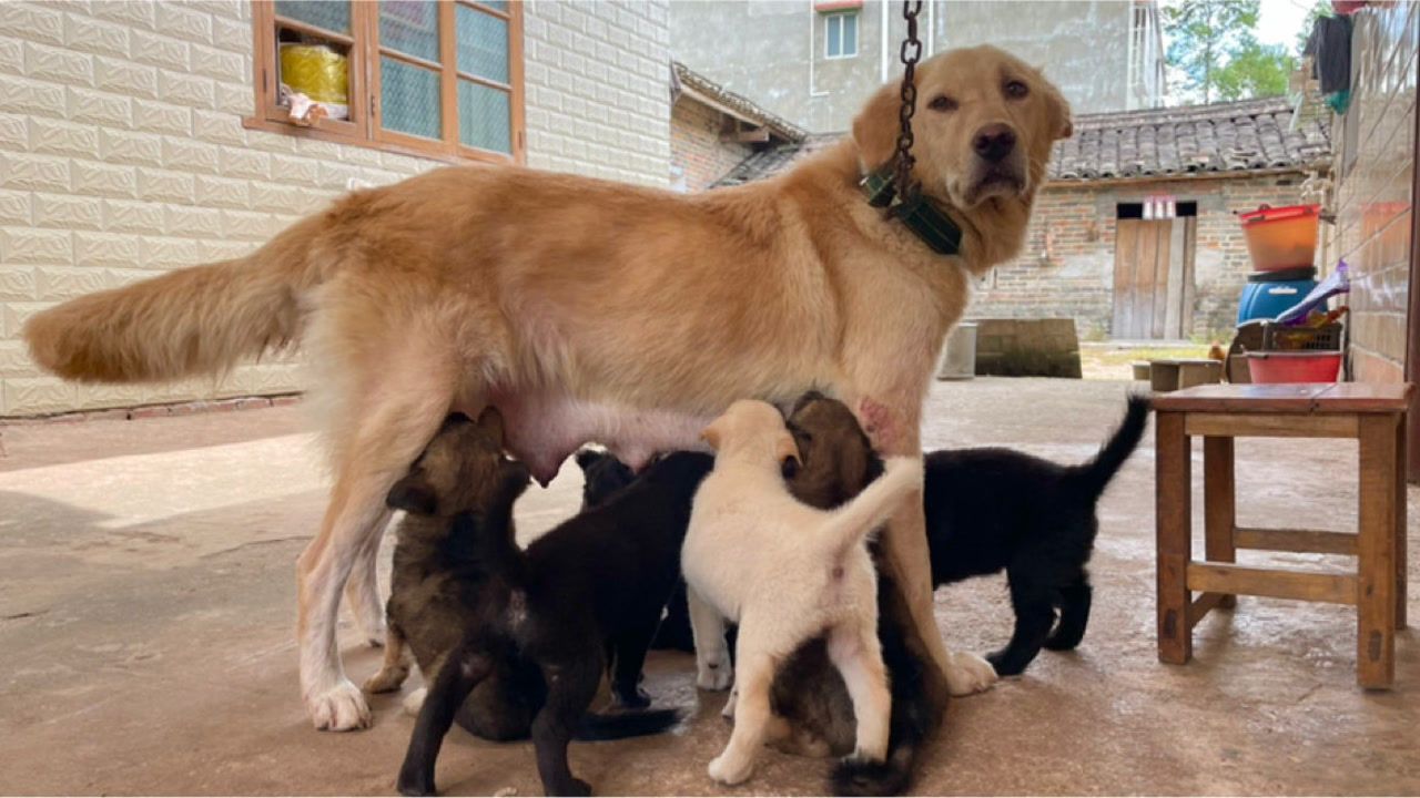 田园犬和金毛杂交图片图片