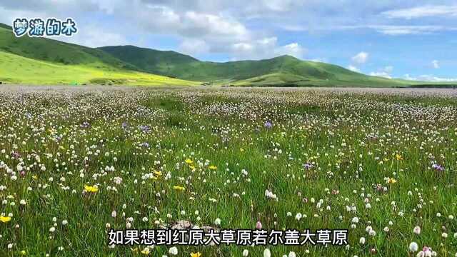 太美了!四川阿坝红原若尔盖草原花开成海,俄么塘花海却没开放?