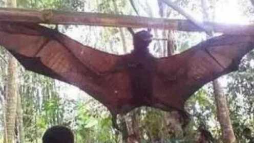 蝙蝠是众多致命病毒的宿主，甚至包括了埃博拉病毒！