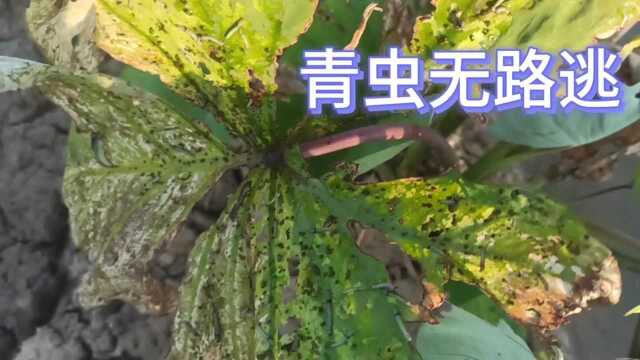 青虫太多了,湖南有个农民用这种方法绿色又环保将青虫解决了