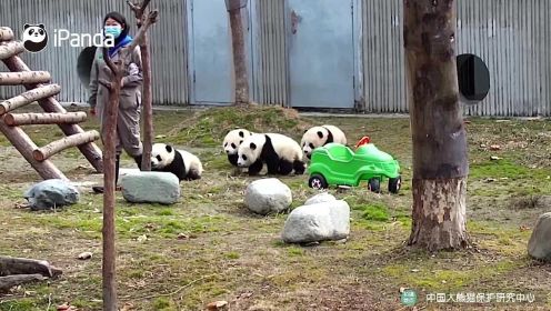 【早安团子】论饲养员对大熊猫的吸引力