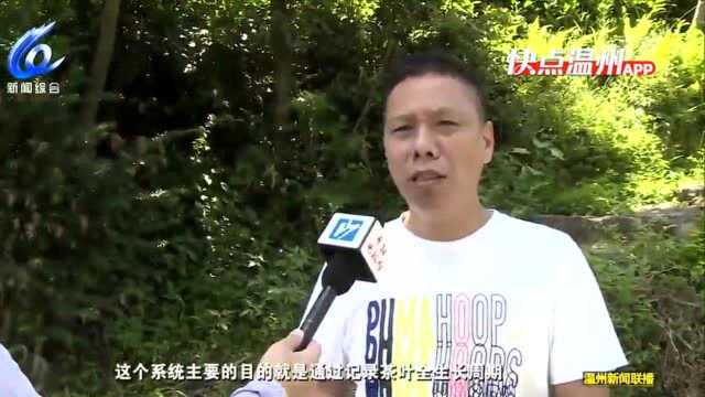 【温视频】温州平阳:气候品质溯源系统助力茶产业高质量发展