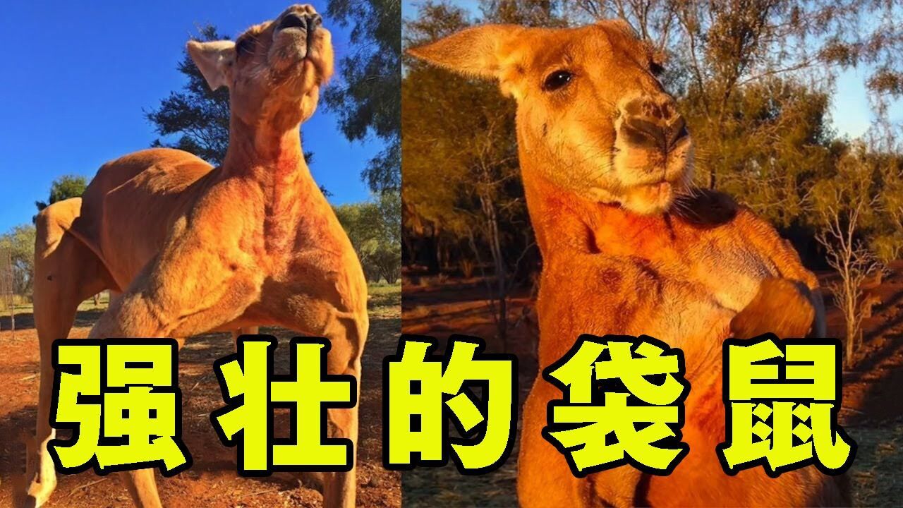袋鼠的肌肉究竟有多强悍?尾巴力量大到可以支撑住身体,试问还有谁!#知识π计划-知识抢先知#_高清1080P在线观看平台_腾讯视频