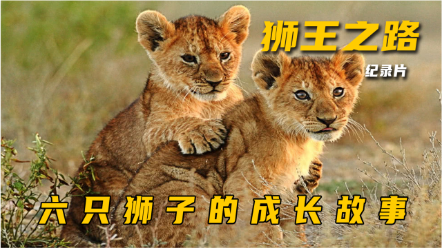 纪录片《狮王之路》下