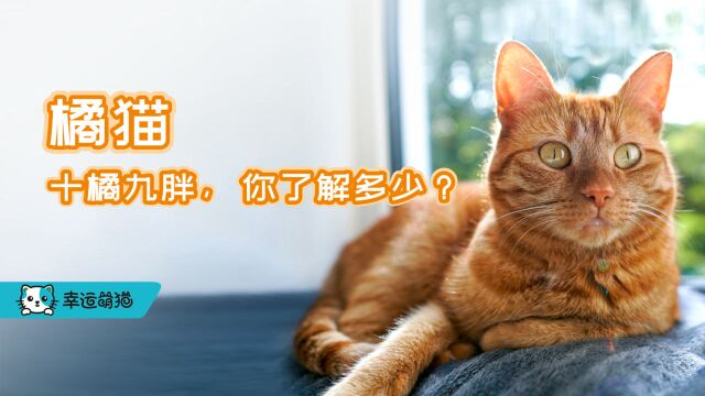 橘猫,十橘九胖,你了解多少?