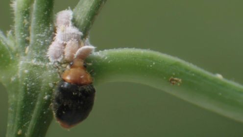 蚜虫繁殖速度惊人，还好有众多天敌的猎杀！