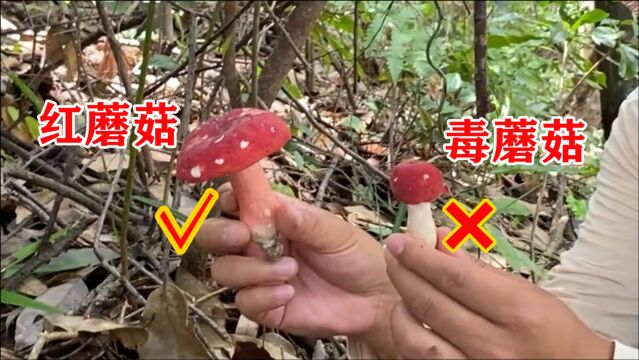 红伞伞白杆杆,两种红蘑菇对比,很容易认错,看看它们有啥区别?