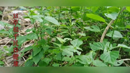 中草药狗肝菜药用功效:凉血利尿,清热解毒,主治,眼结膜炎,感冒高热等.