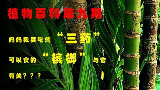 植物百科第九期,妈妈我要吃烤“三药”,可以食的“槟榔”与它关???