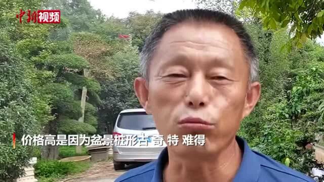 豪!这盆腊梅盆景25万元!