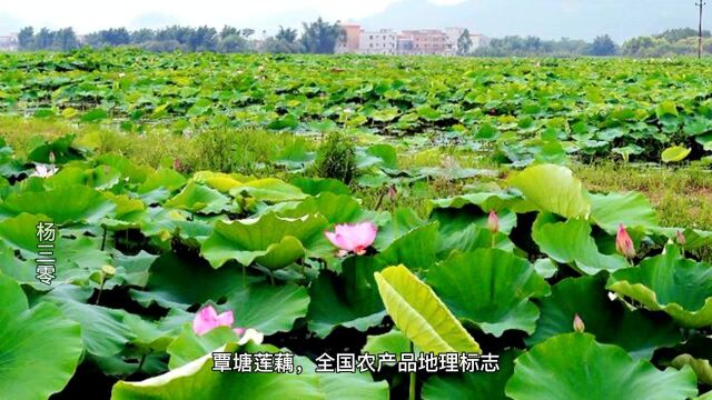 广西贵港8大特产,你知道几种?