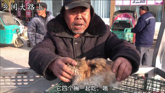 农村大爷卖猫生意很火爆,3个奶猫卖40块,养一辈子猫了没少赚钱