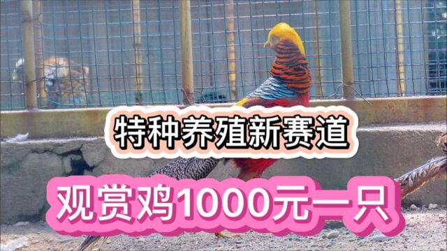 特种养殖新赛道!观赏鸡1000元一只!