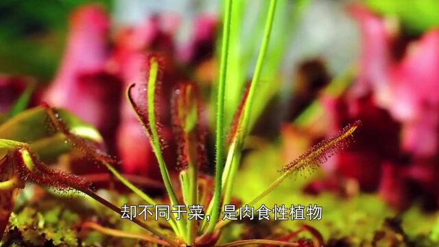 大自然的“苍蝇纸”,设陷阱捕杀,绝对是植物界的顶级杀手